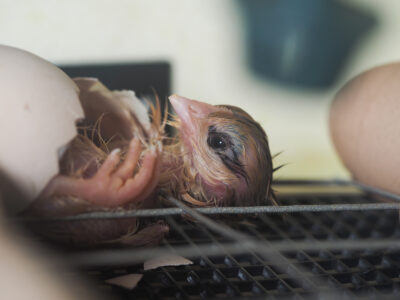 When to Help a Chick Hatch Image